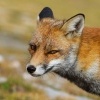 Liska obecna - Vulpes vulpes - Red Fox 2118